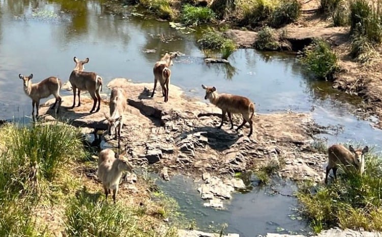 14 dayKrugerpark and Panorama route